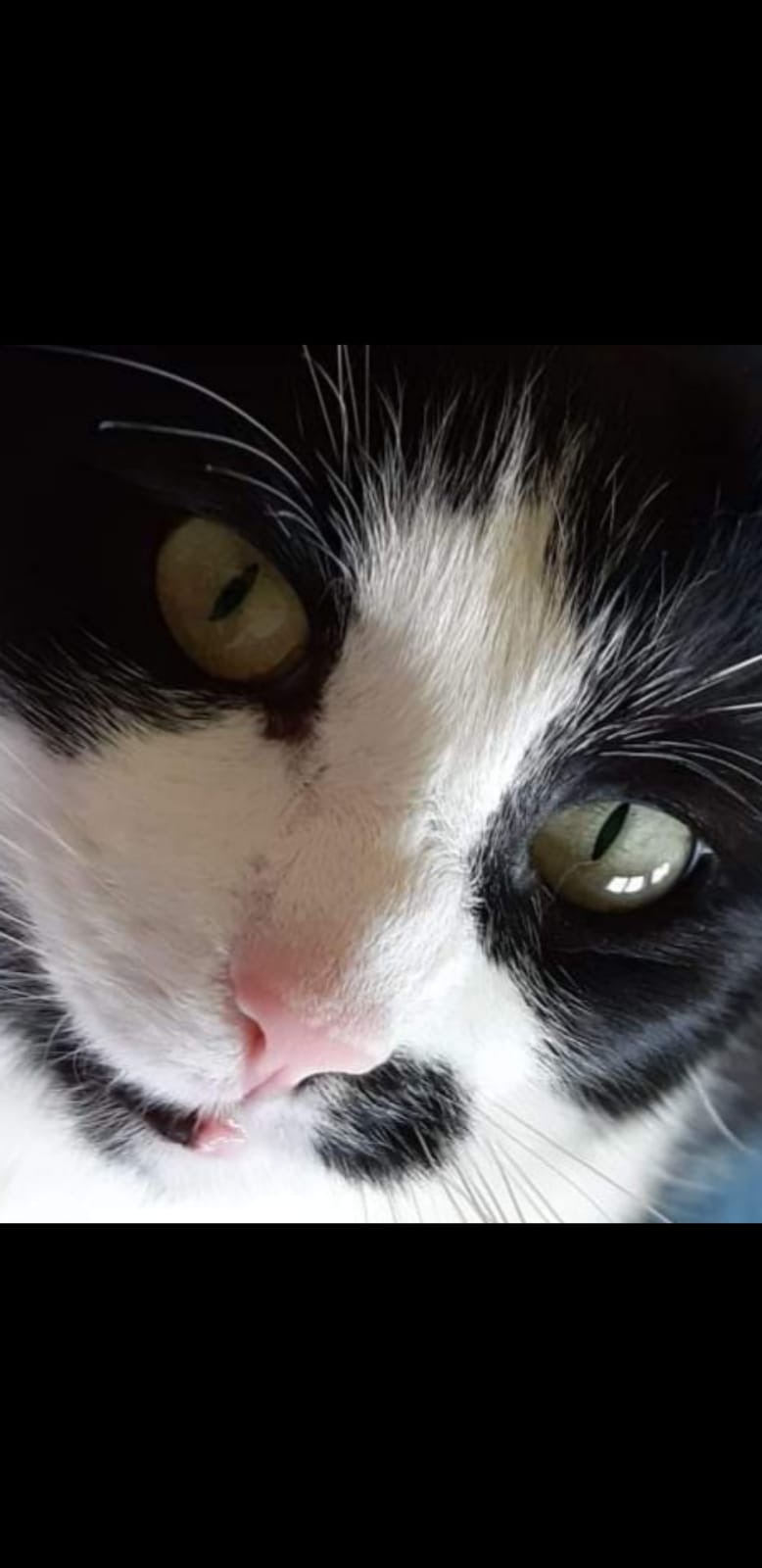 Schwarz-weiße Katze