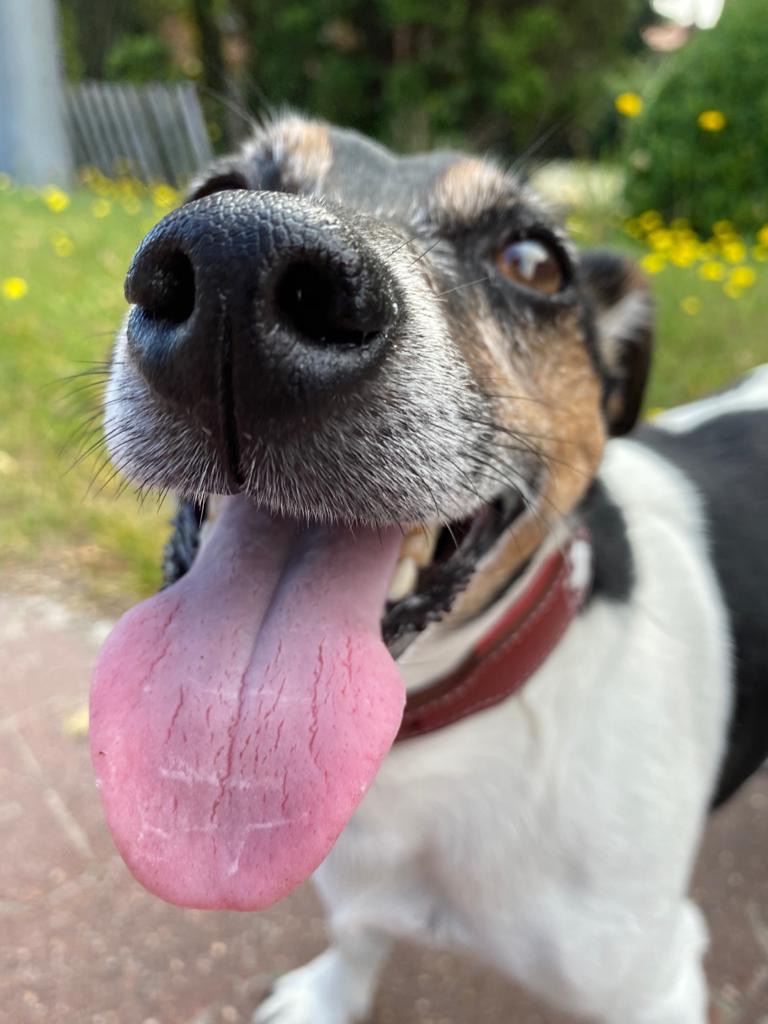Hund im Grünen