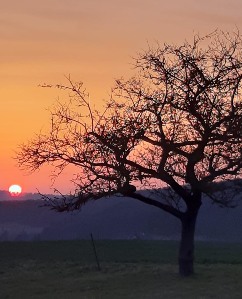 Baumlandschaft im warmen Abendlicht
